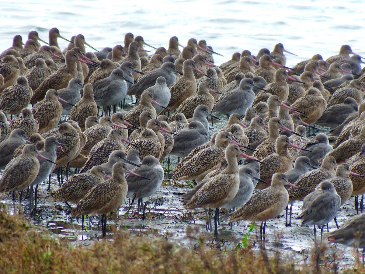 Marbled Godwit - ML645627551