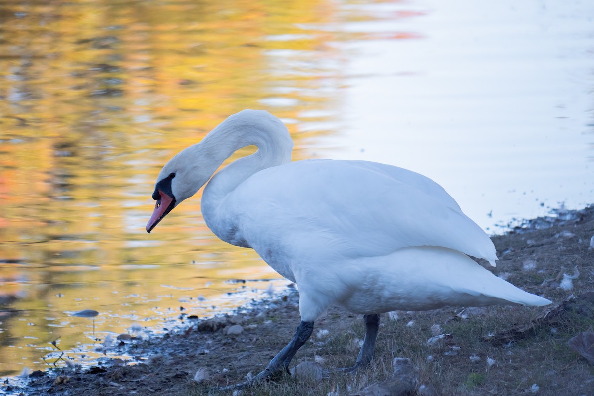 Mute Swan - ML645627555