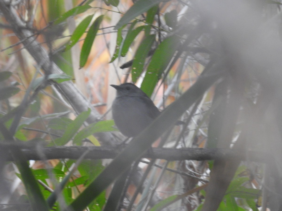 Gray Catbird - ML645627558