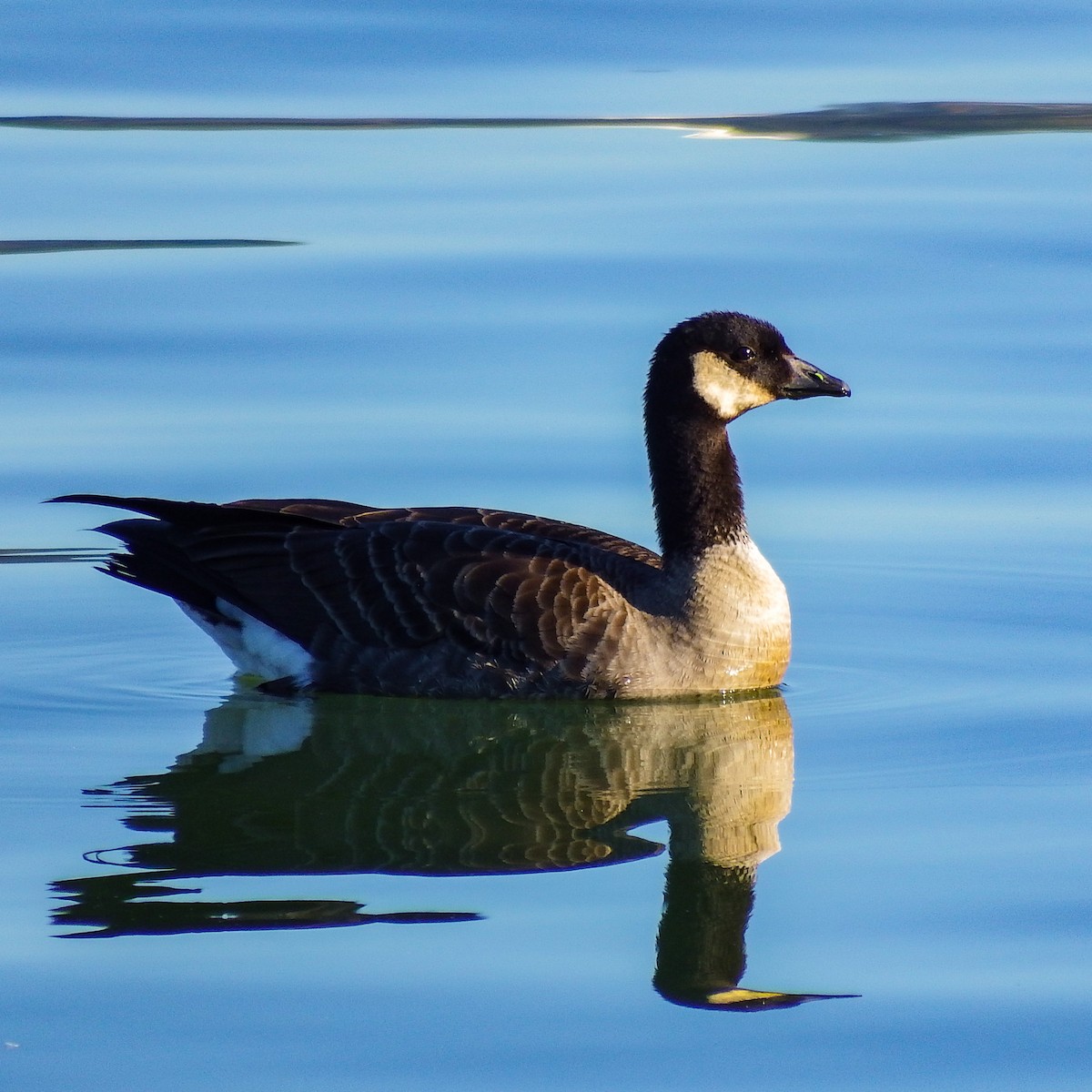 小加拿大雁 - ML645627561