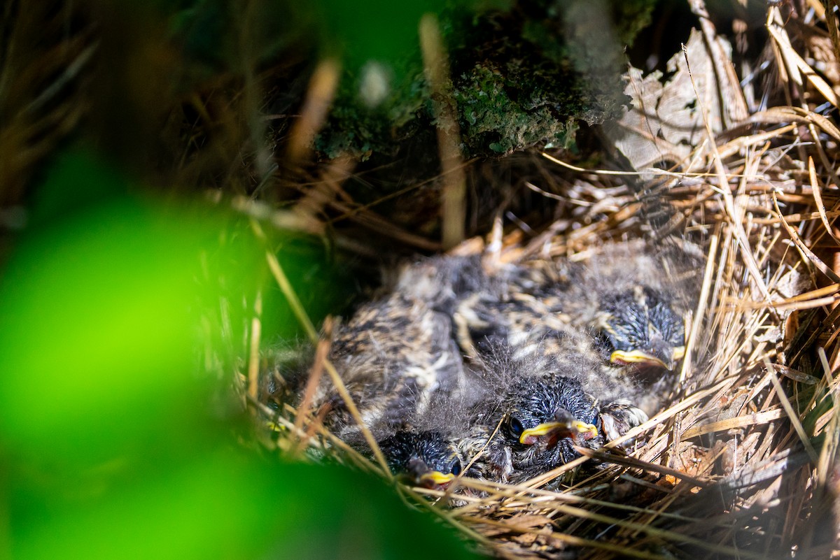 Black-and-white Warbler - ML645627564