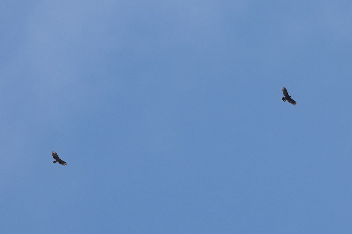 Hook-billed Kite - ML645627565