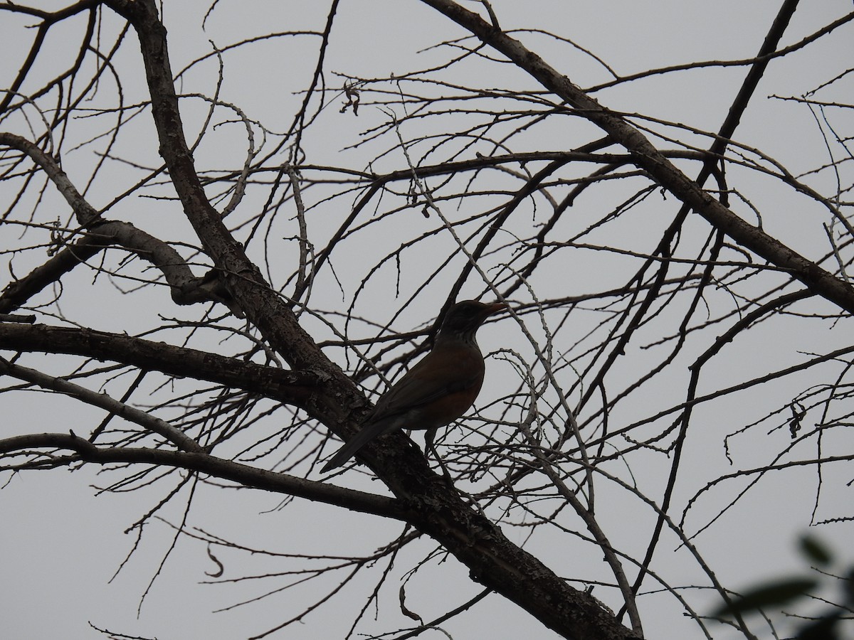 Meksika Ardıcı - ML645627572