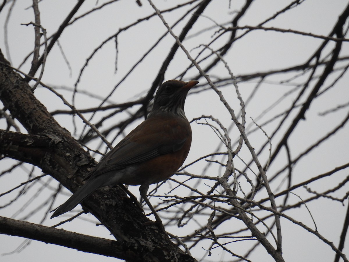 Meksika Ardıcı - ML645627578