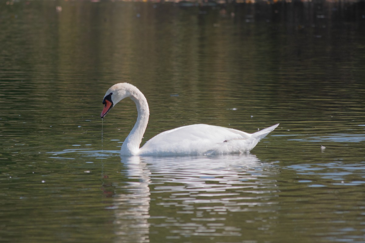 Mute Swan - ML645627580