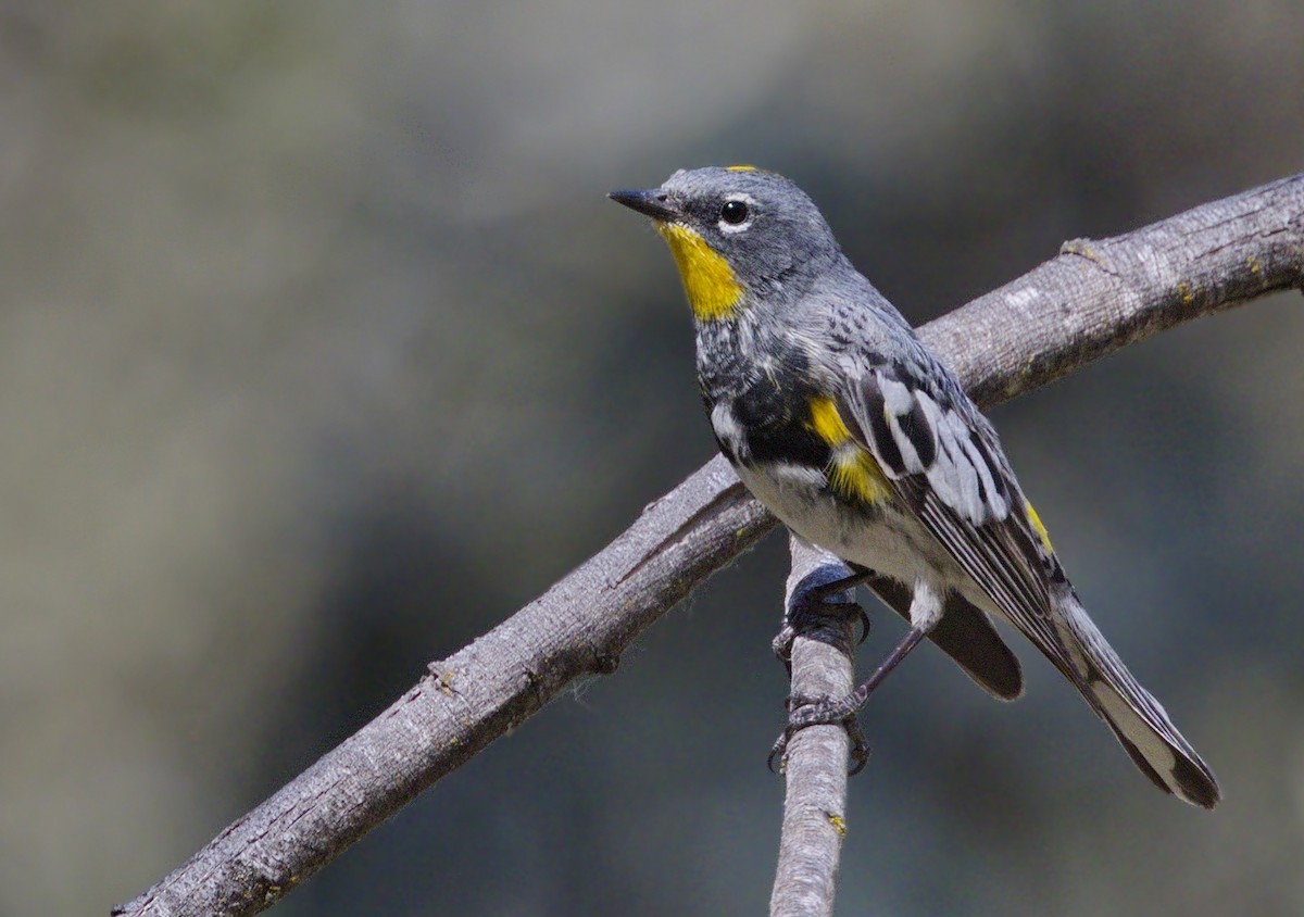 Yellow-rumped Warbler (Audubon's) - ML645627581