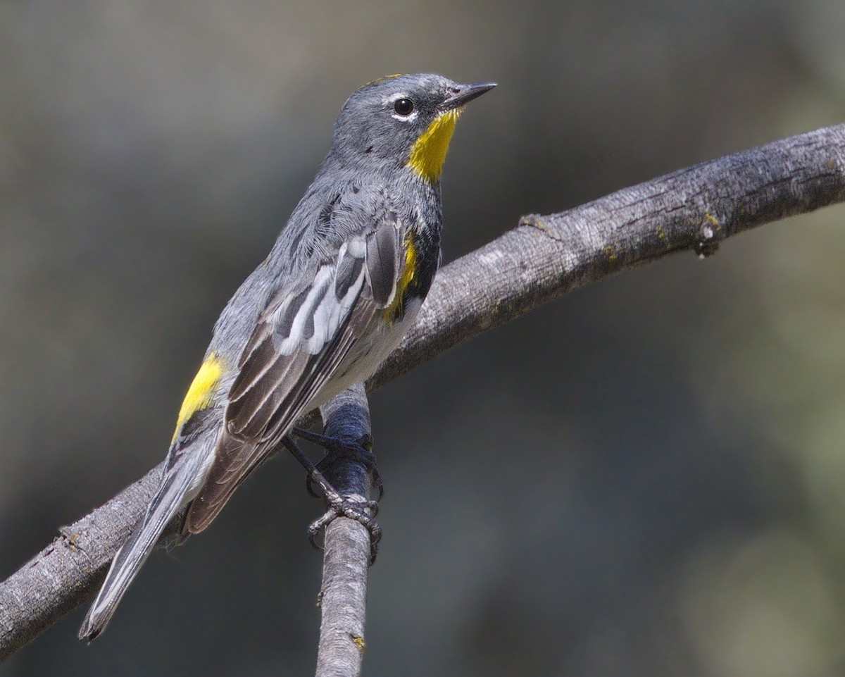 Yellow-rumped Warbler (Audubon's) - ML645627585