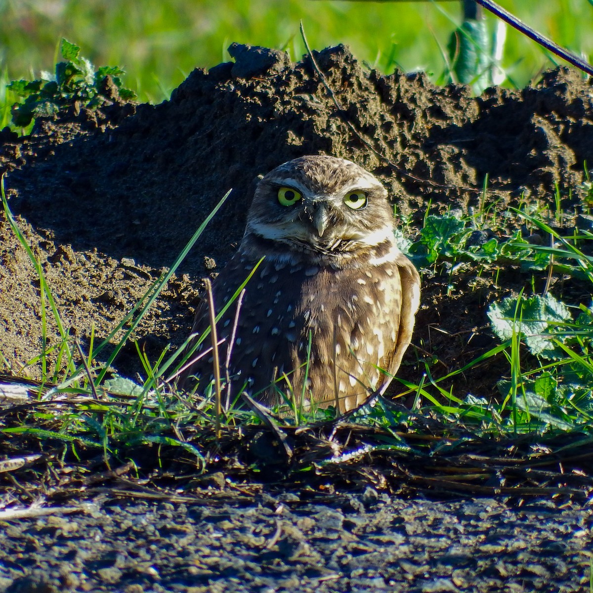 Burrowing Owl - ML645627586