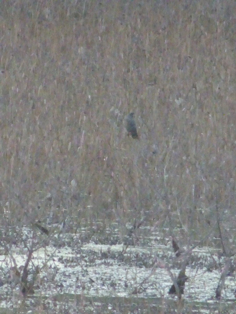 Шуліка-слимакоїд червоноокий - ML645627588