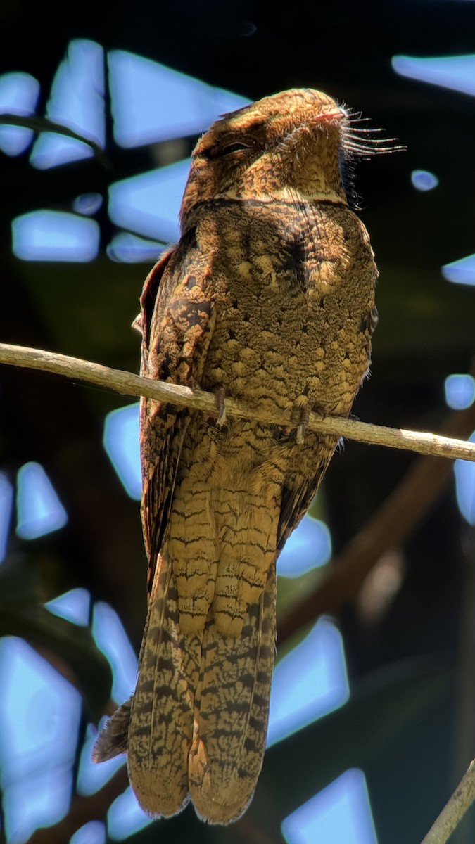 Chuck-will's-widow - ML645627594