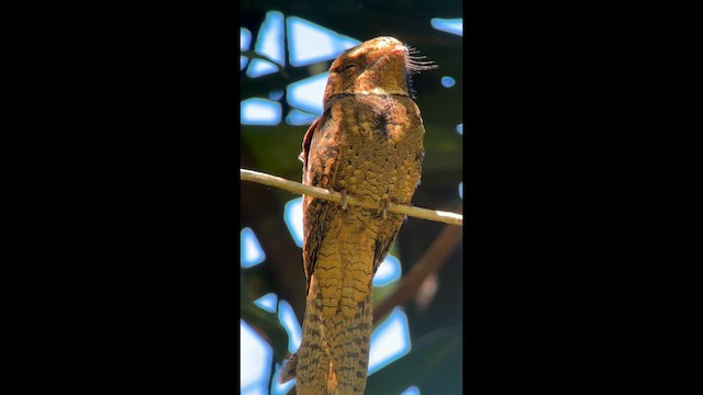 Chuck-will's-widow - ML645627595