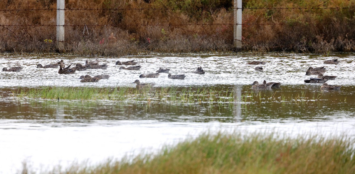 Garganey - ML645627623