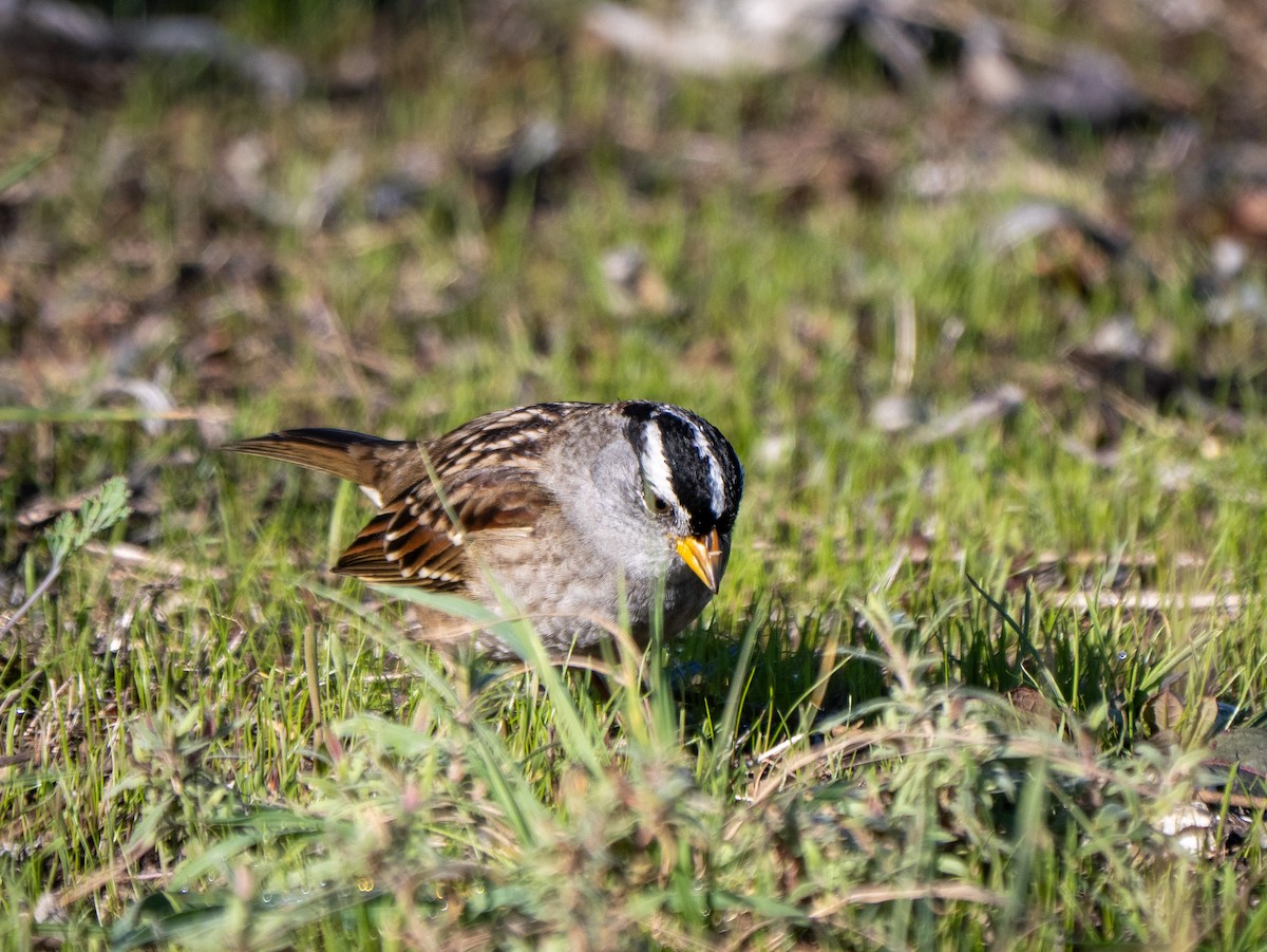 White-crowned Sparrow - ML645627625