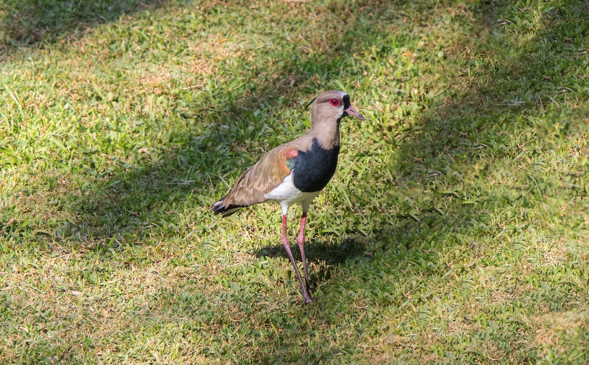 Southern Lapwing - ML645627631