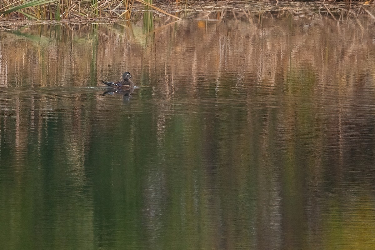 kachnička karolínská - ML645627638