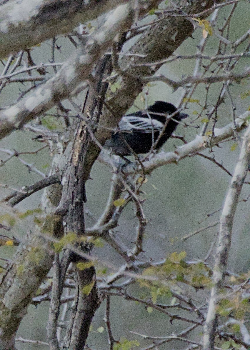 Southern Black-Tit - ML645627642