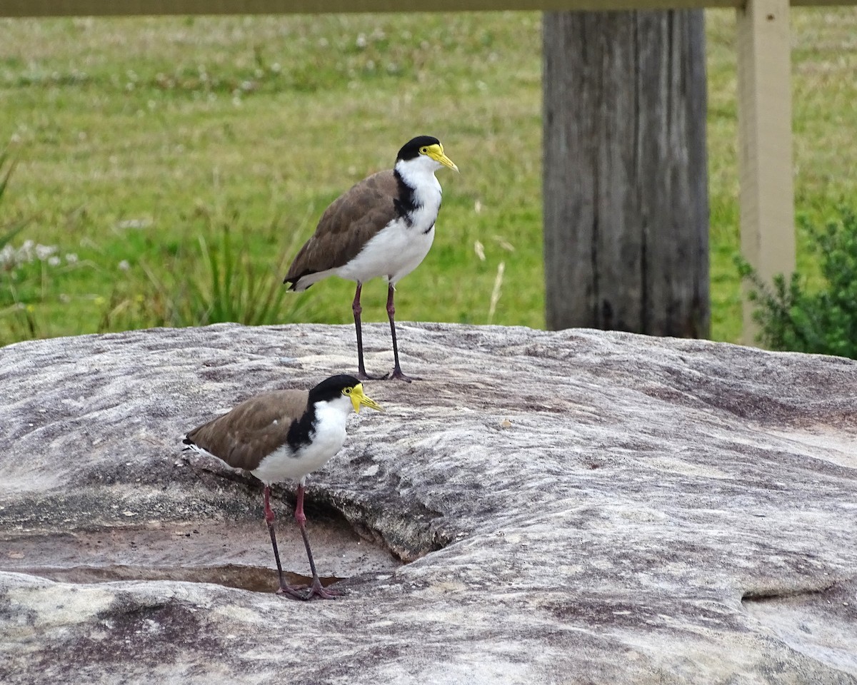 Hegabera maskaraduna - ML645627643