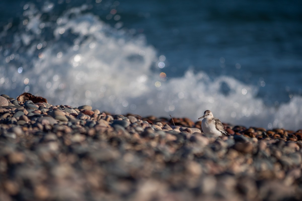 Sanderling - ML645627654