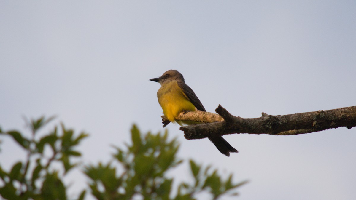 Tropical Kingbird - ML645627655