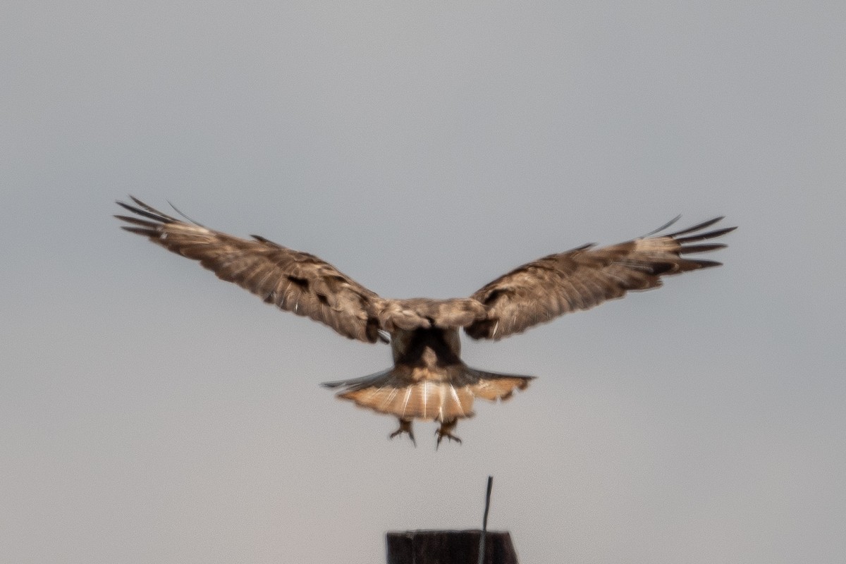 Канюк звичайний (підвид vulpinus/menetriesi) - ML645627657