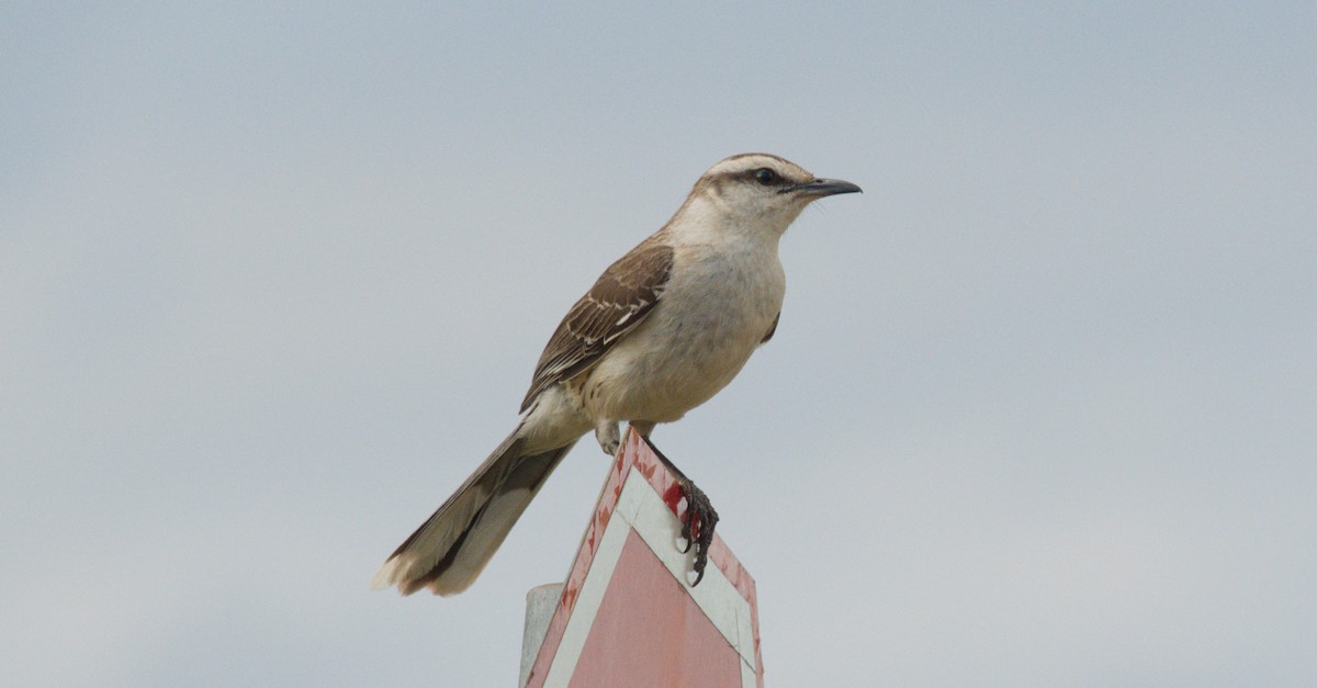 Chalk-browed Mockingbird - ML645627660