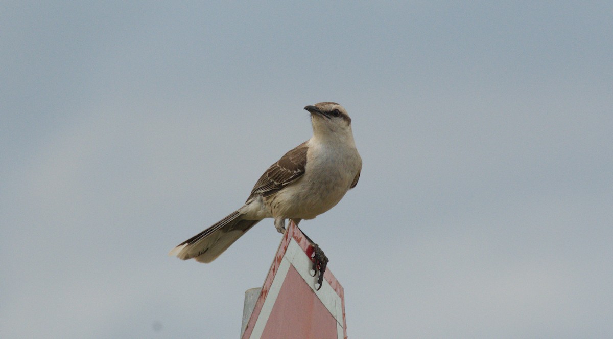Chalk-browed Mockingbird - ML645627661