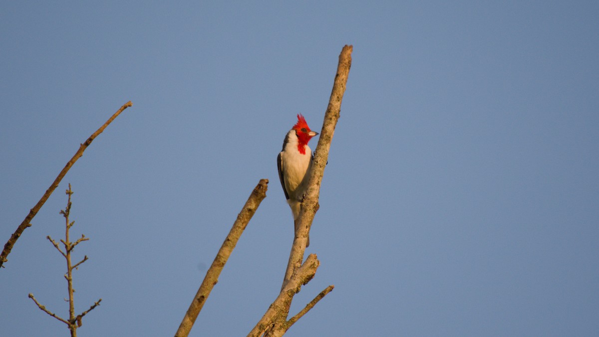 Red-crested Cardinal - ML645627663