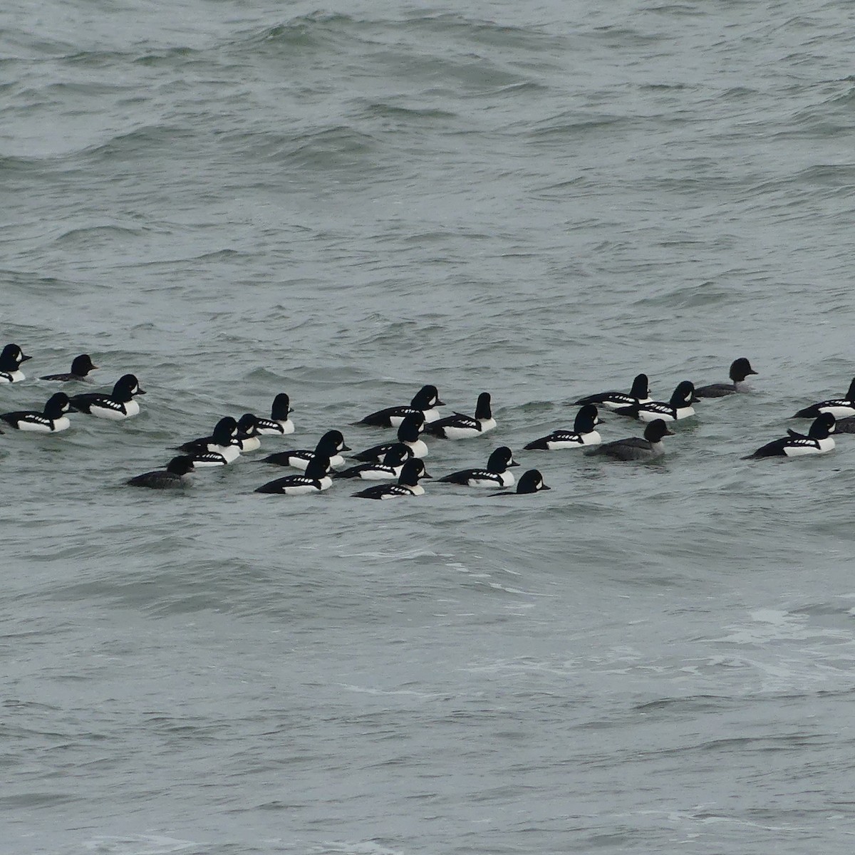 Barrow's Goldeneye - ML645627667