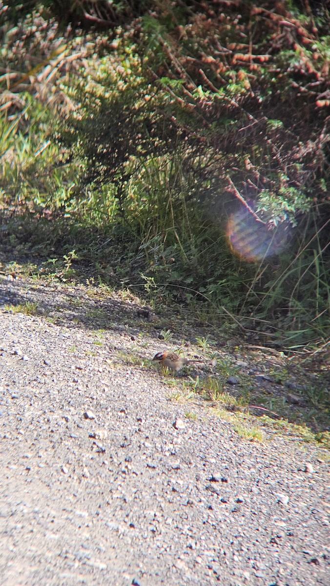 Rufous-collared Sparrow - ML645627671