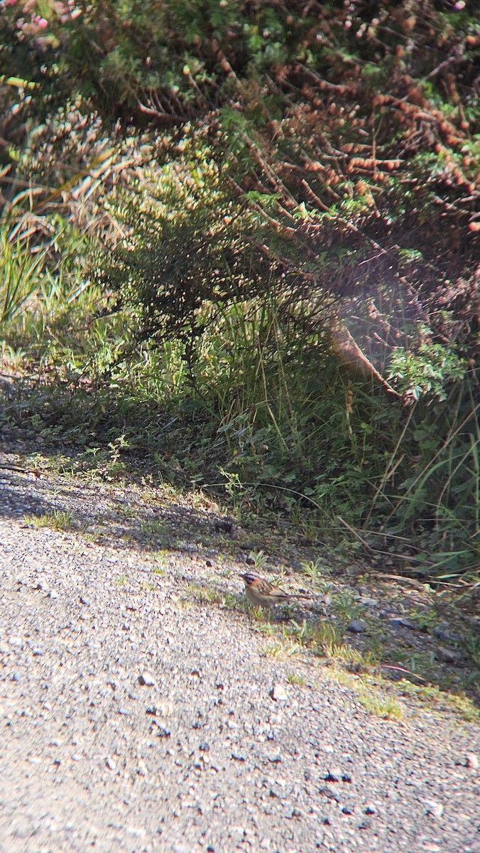 Rufous-collared Sparrow - ML645627672