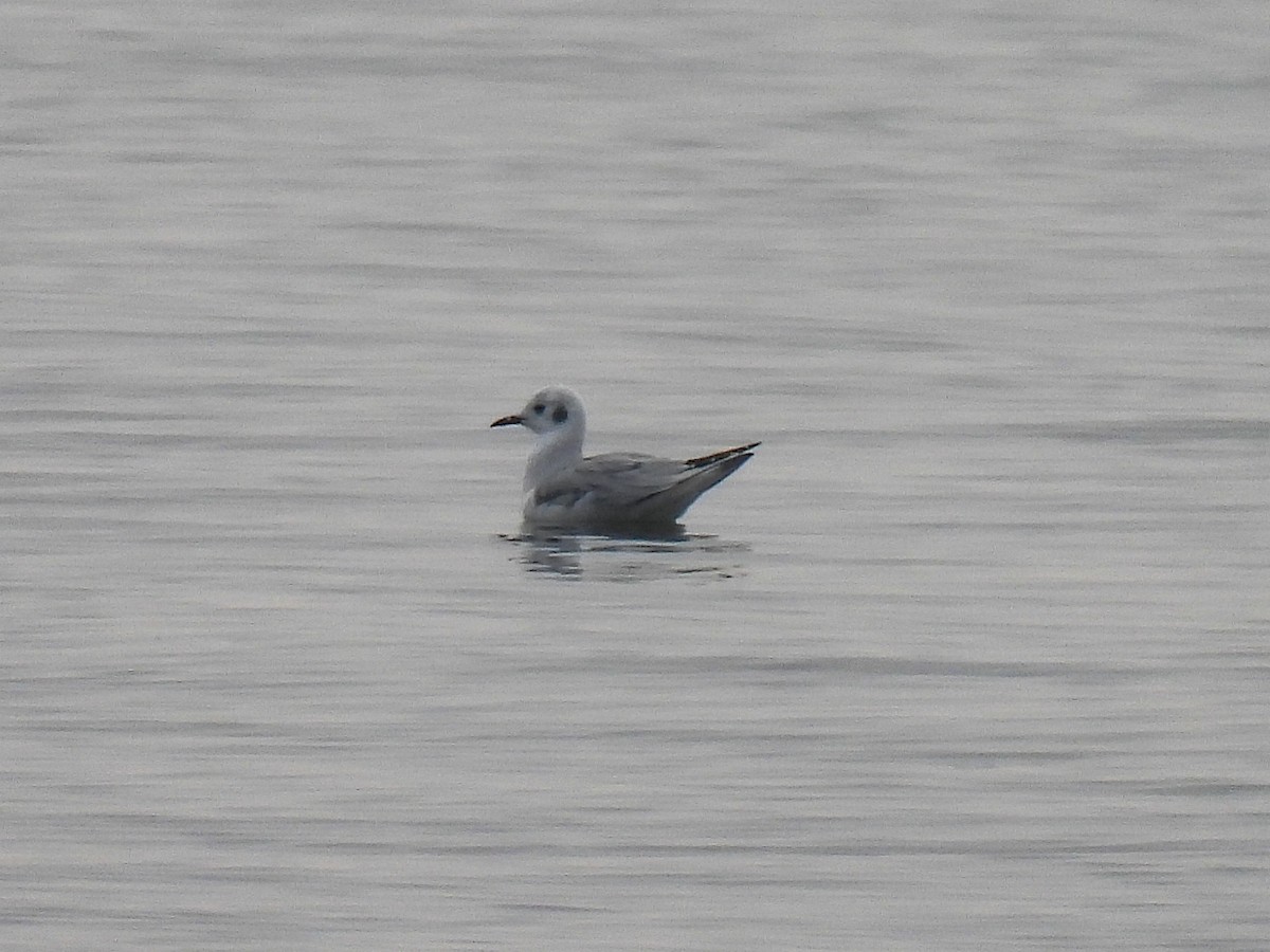 Bonaparte's Gull - ML645627673