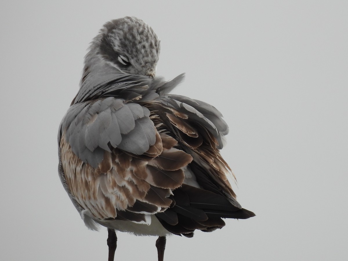 Laughing Gull - ML645627681