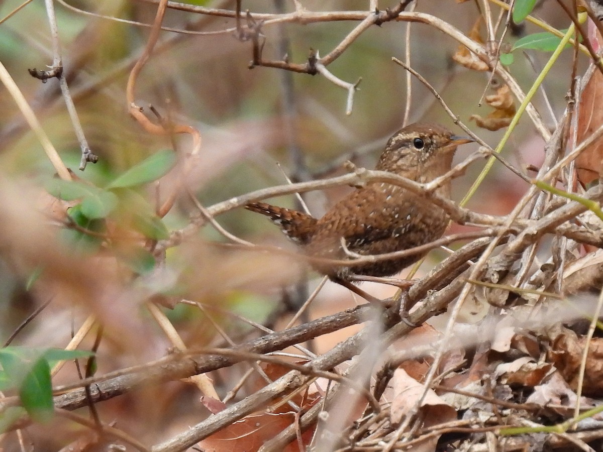 Winter Wren - ML645627685