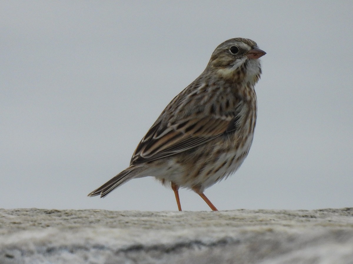 Savannah Sparrow (Ipswich) - ML645627691