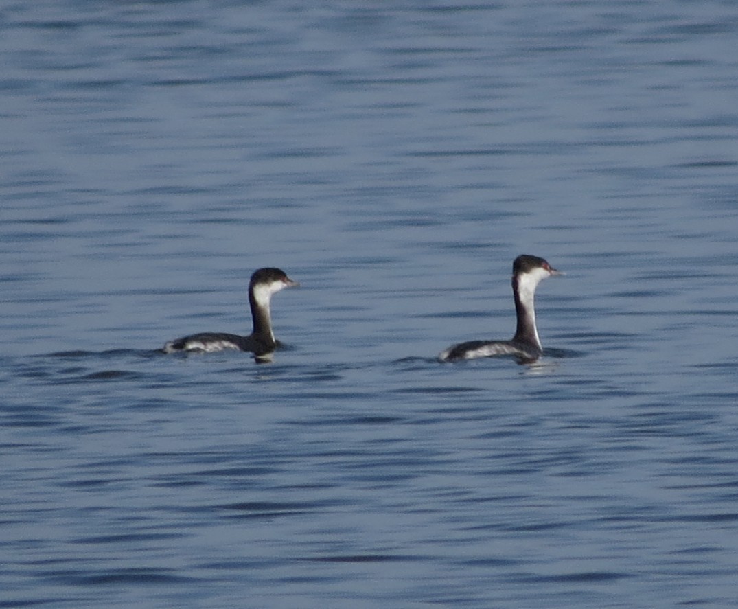 Horned Grebe - ML645627708