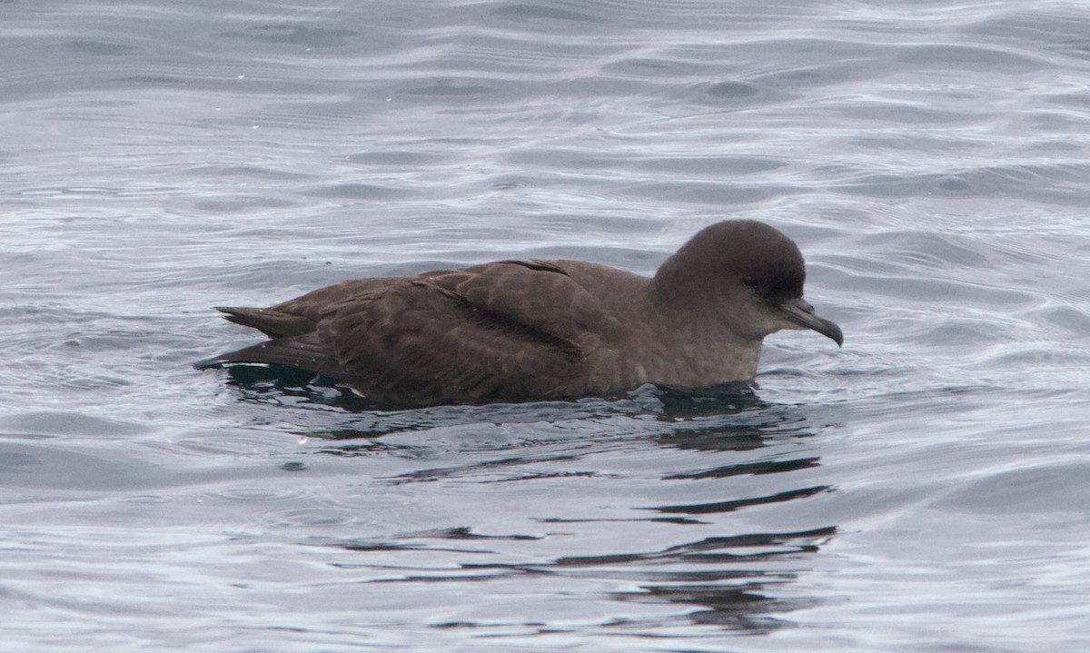 Short-tailed Shearwater - ML645627720