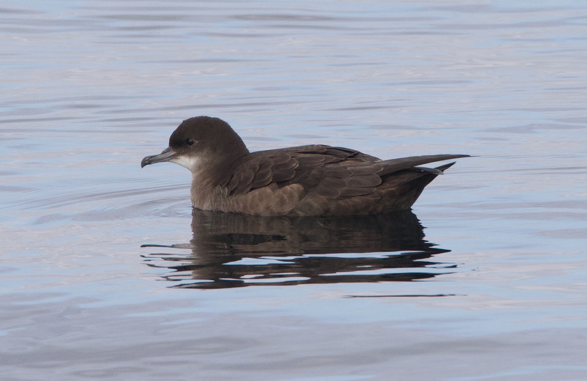 Short-tailed Shearwater - ML645627721
