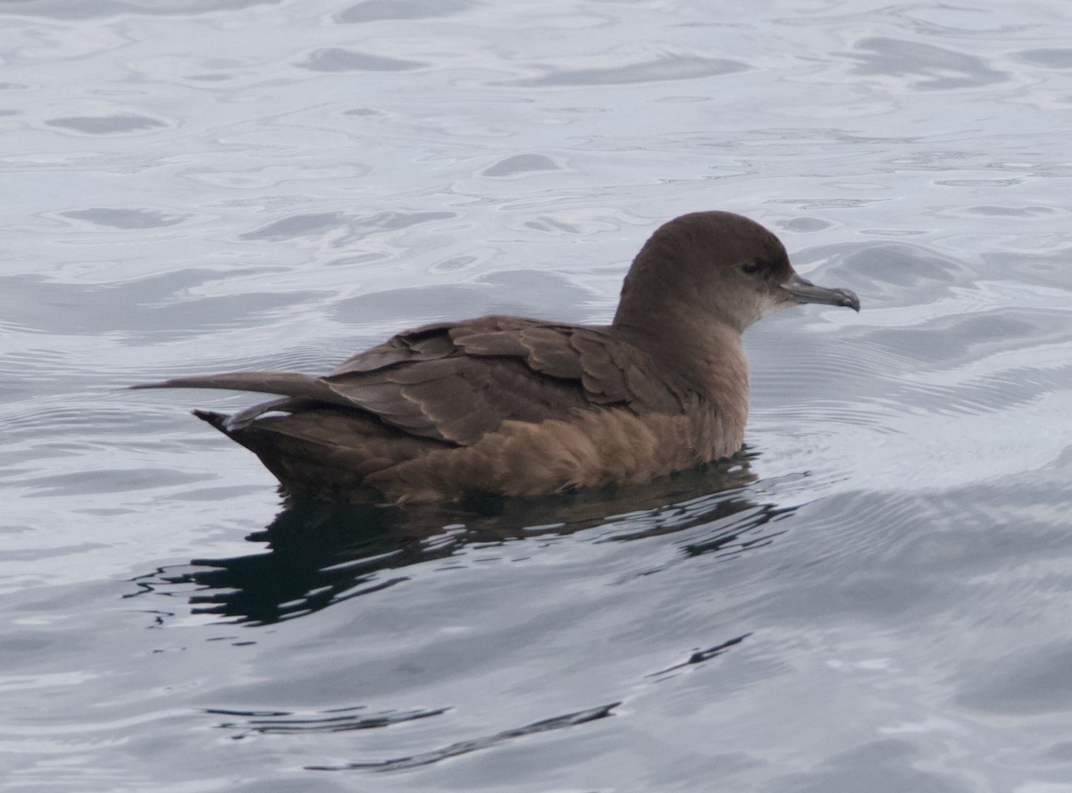 Short-tailed Shearwater - ML645627722