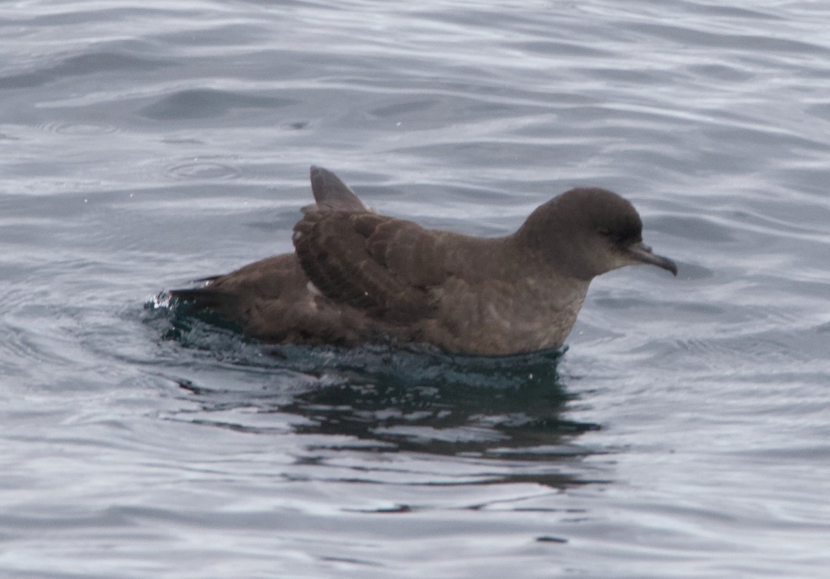 Short-tailed Shearwater - ML645627723