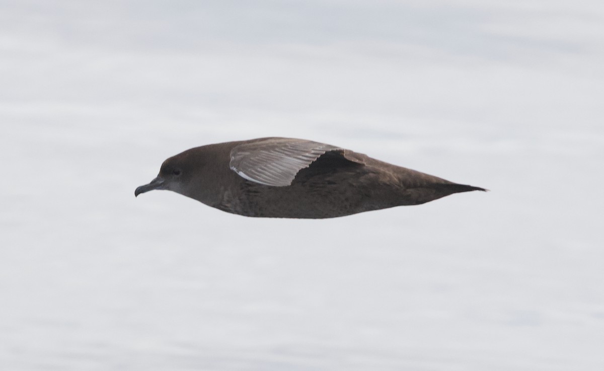 Short-tailed Shearwater - ML645627724