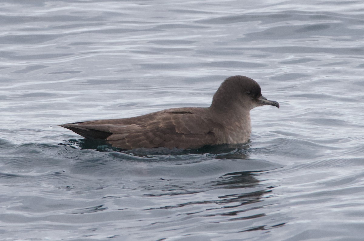 Short-tailed Shearwater - ML645627725