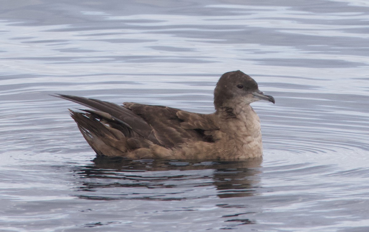 Short-tailed Shearwater - ML645627727