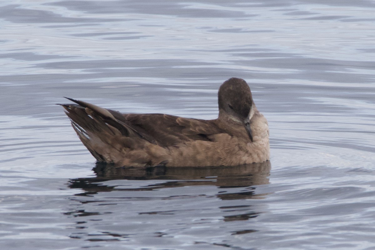 Short-tailed Shearwater - ML645627728