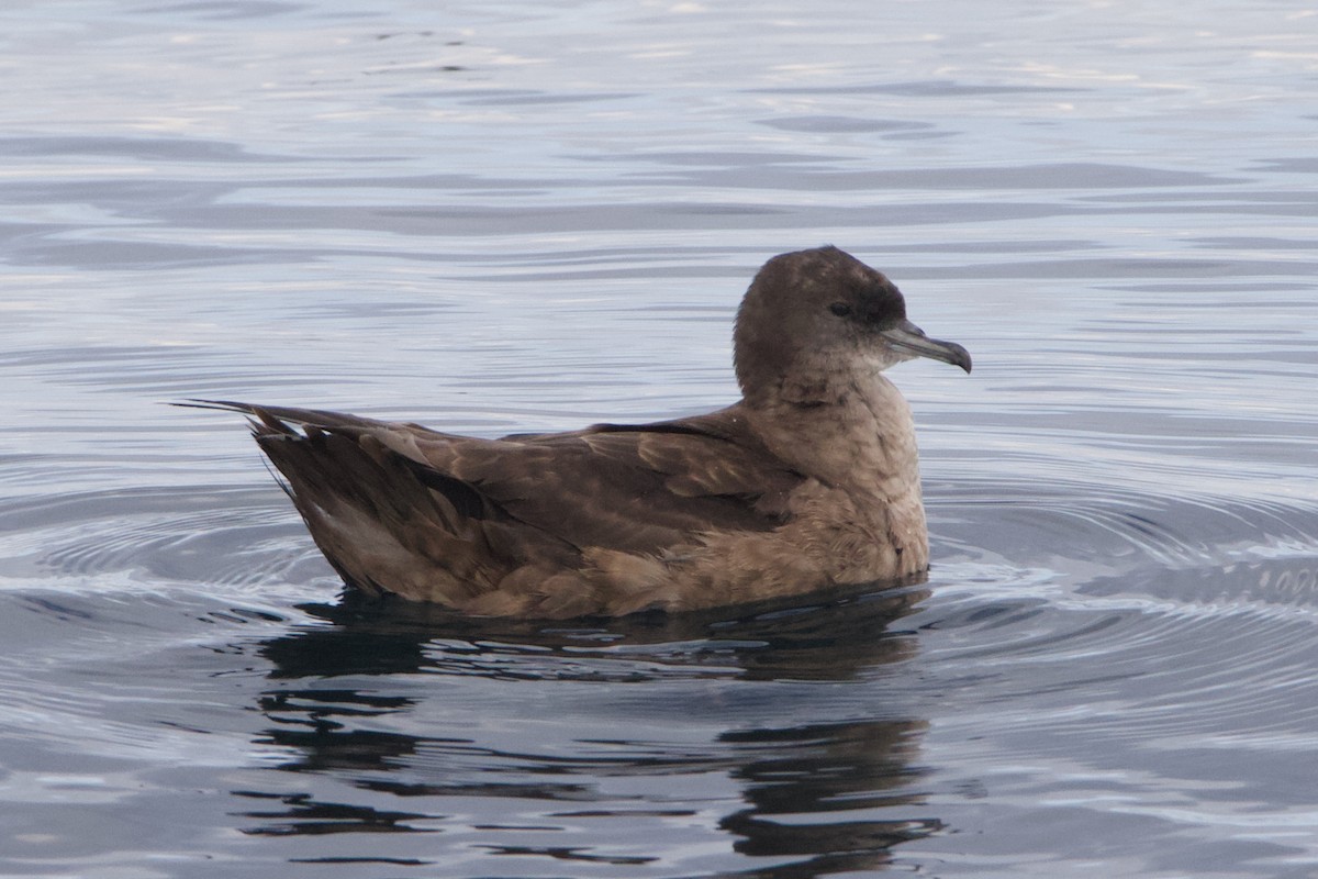 Short-tailed Shearwater - ML645627729