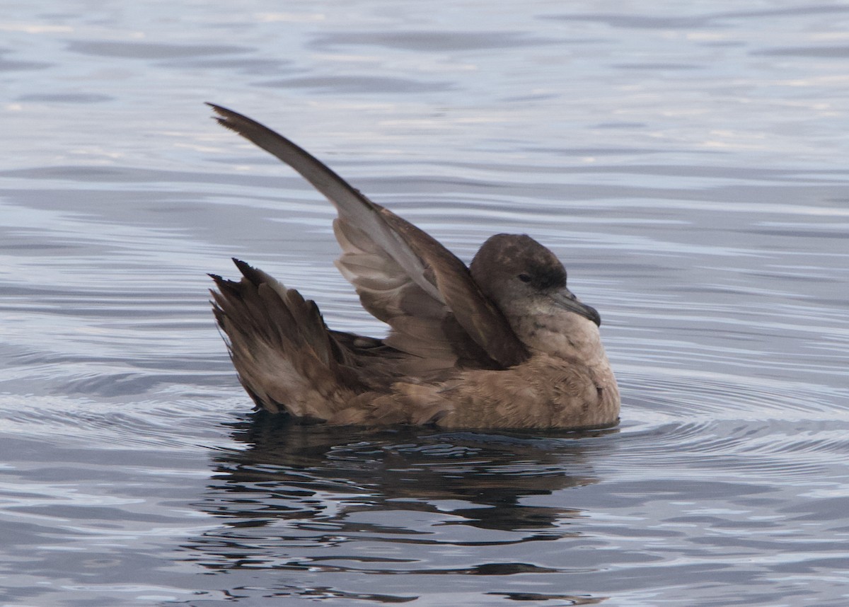 Short-tailed Shearwater - ML645627730