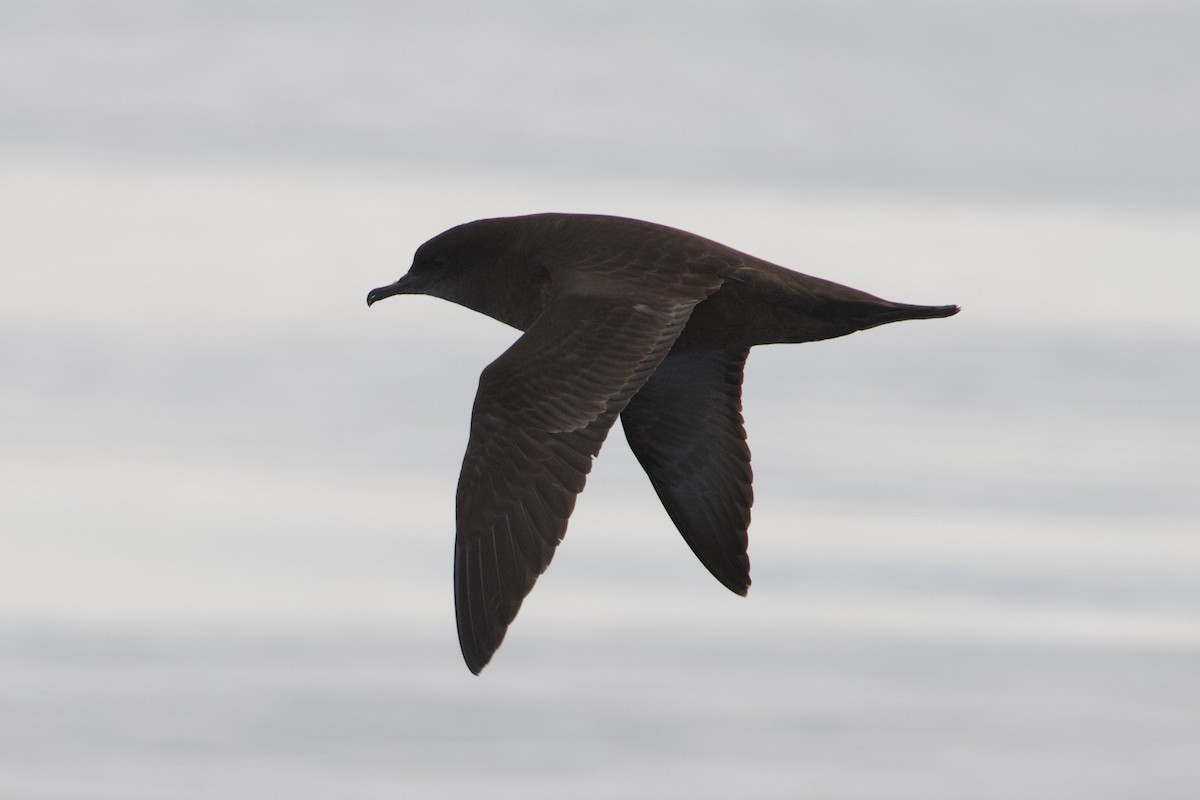 Short-tailed Shearwater - ML645627731