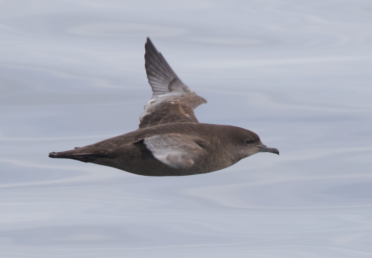 Short-tailed Shearwater - ML645627732