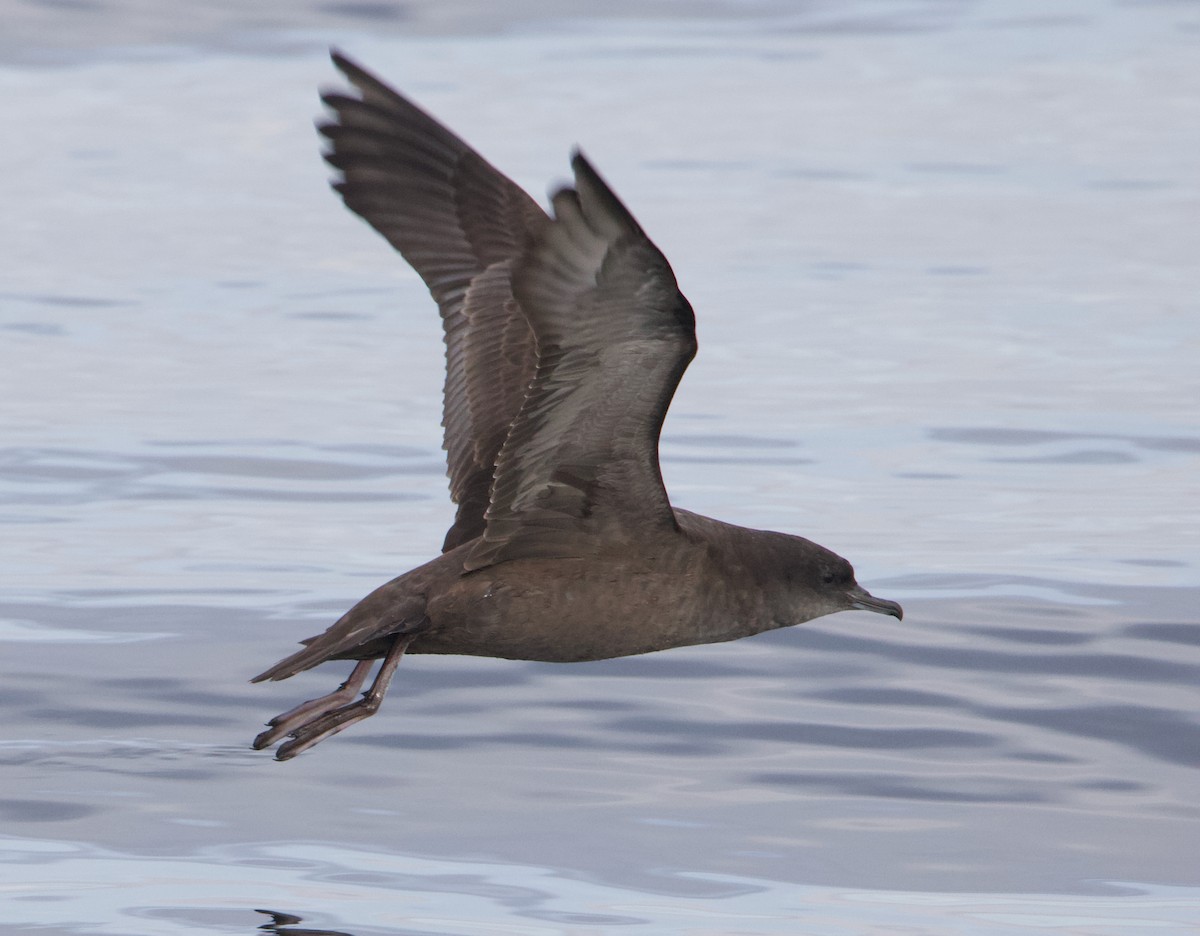 Short-tailed Shearwater - ML645627733