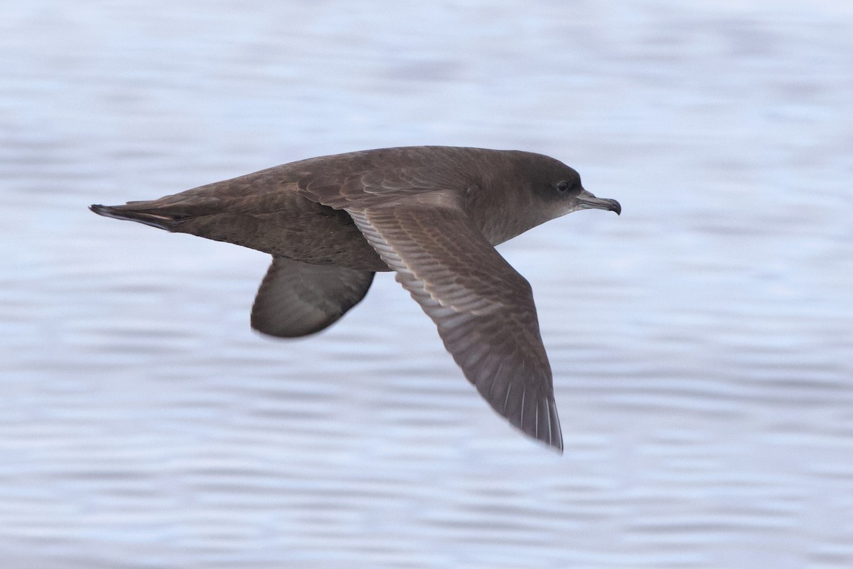 Short-tailed Shearwater - ML645627734