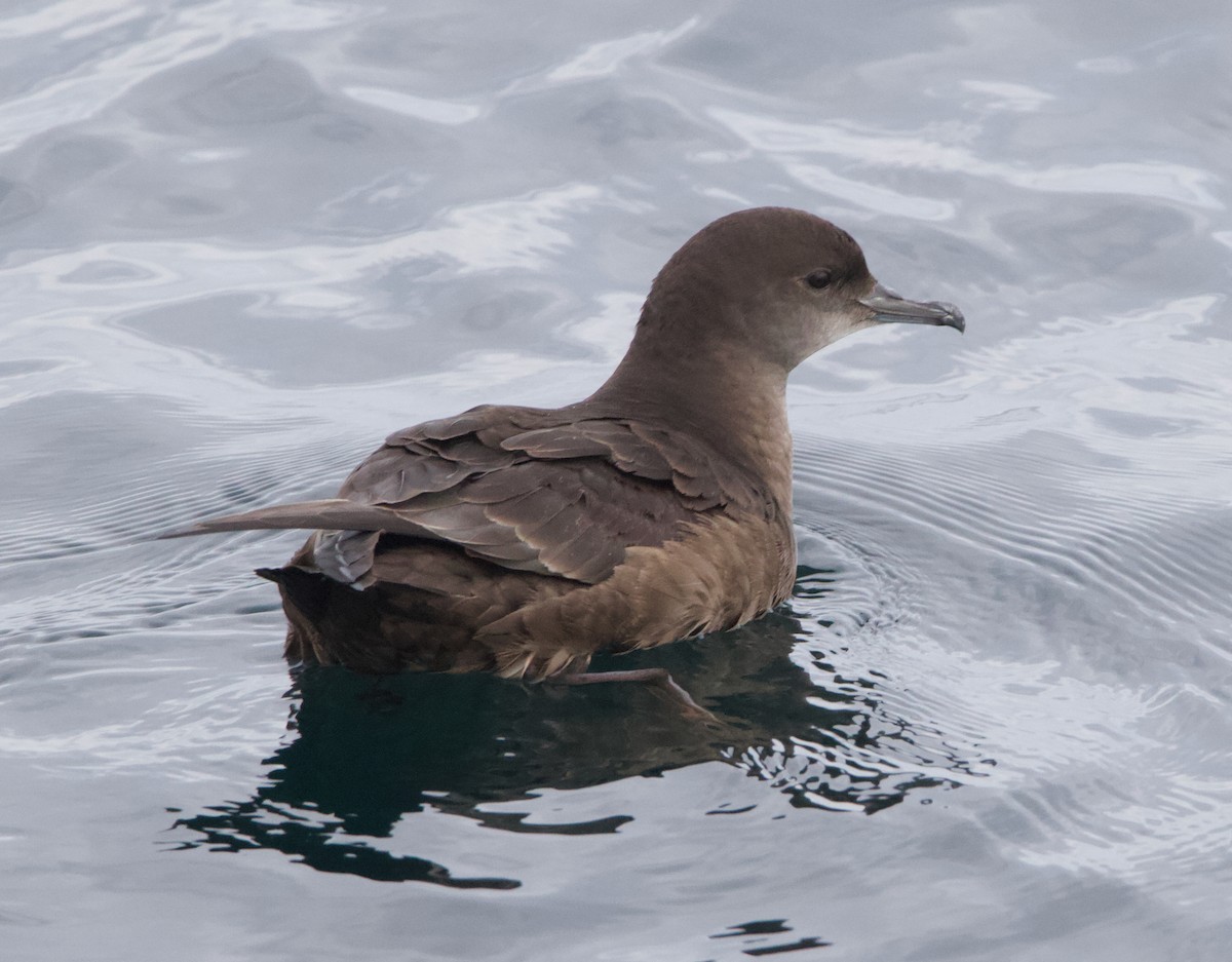 Short-tailed Shearwater - ML645627735